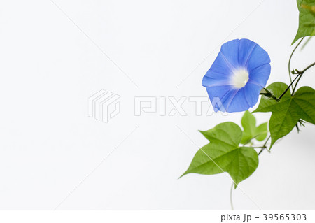 青いアサガオ 39565303