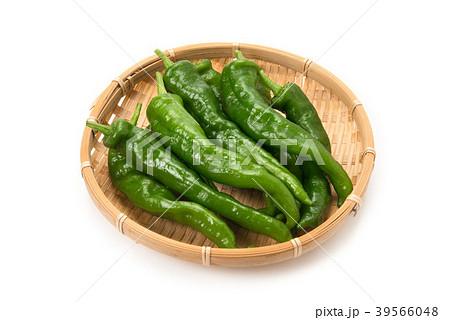 甘長とうがらし 甘長とうがらし 39566048