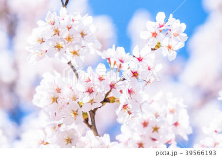 桜・満開 桜・満開 39566193