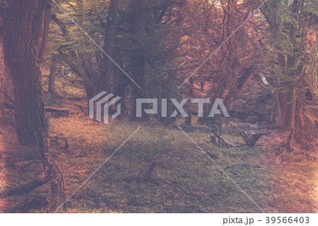 Woodland views 39566403