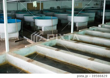 Tanks and incubators on fish farm Tanks and incubators on fish farm 39566829
