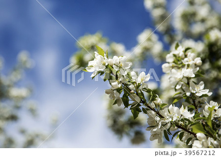 クラブアップルの花 39567212