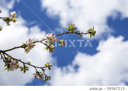 クラブアップルの花 39567213