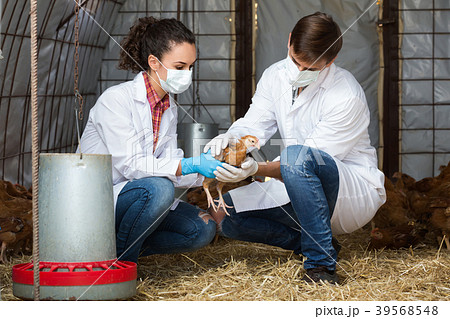 Two veterinarians in hen house. 39568548