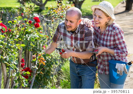 Elderly couple gardening in the backyard.の写真素材 [39570811] - PIXTA