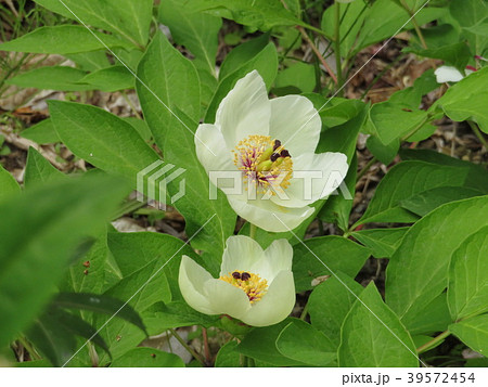 山シャクヤク 39572454