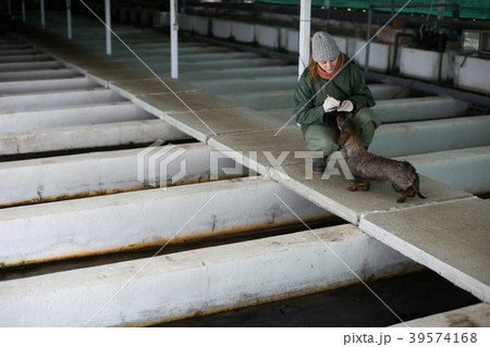 Woman with notebook inspecting fish tanks on farm 39574168