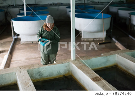 Woman feeding fish in tanks on farm 39574240