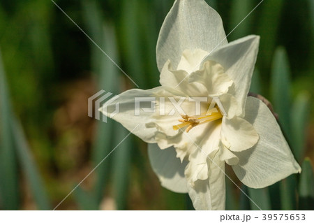 白い水仙の花の写真素材