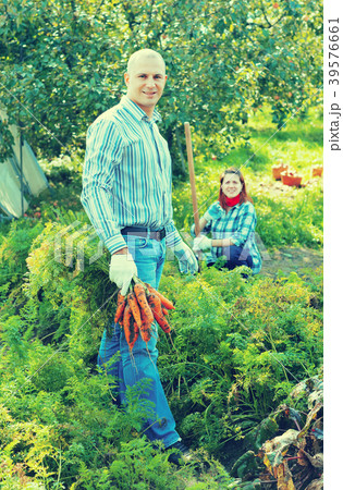 couple harvesting carrots couple harvesting carrots 39576661