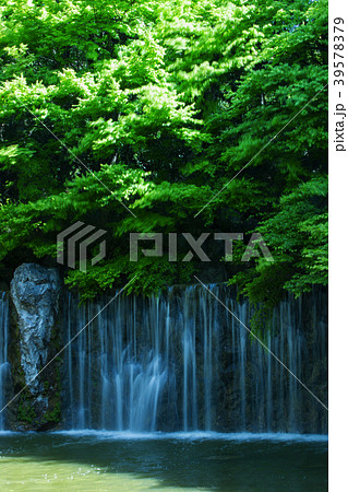 鶴見緑地公園/ネモフィラ畑 39578379