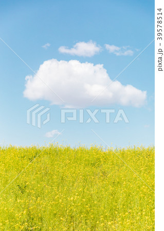 春イメージ　菜の花と青空と雲 39578514
