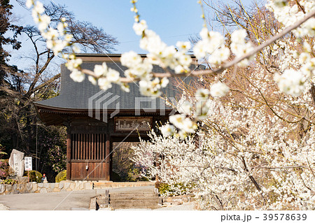 山梨県甲州市 放光寺の春 山梨県甲州市 放光寺の春 39578639