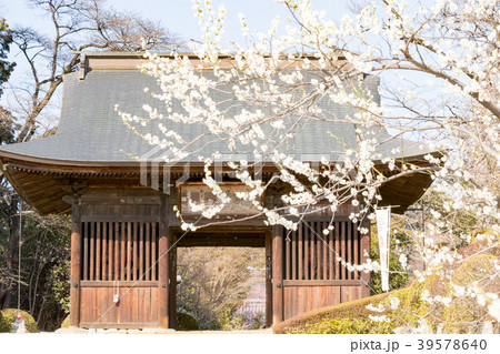 山梨県甲州市　放光寺の春 39578640