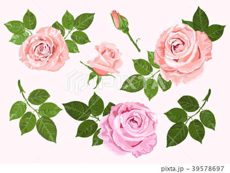 Pink, beige vector roses and leaves set isolated Pink, beige vector roses and leaves set isolated 39578697
