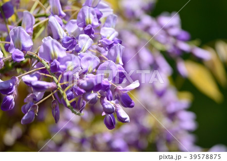満開の藤の花 39578875