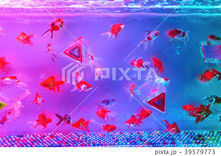 金魚 金魚 39579773