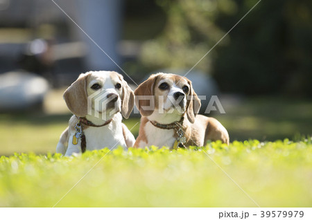 ビーグル犬 ビーグル犬 39579979