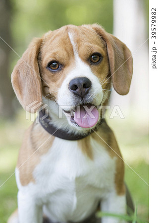 ビーグル犬の写真素材
