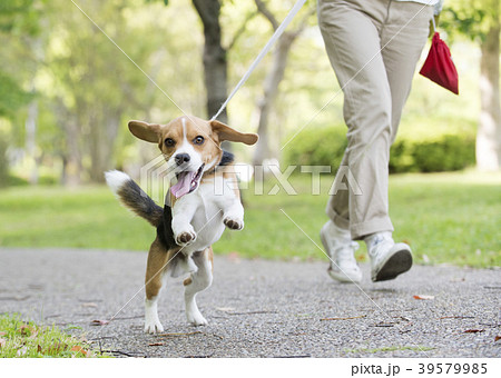 ビーグル犬 ビーグル犬 39579985