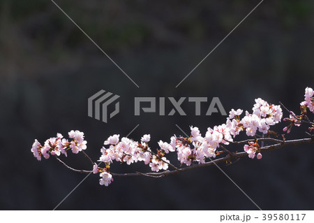 桜の花 / 暗い背景 39580117