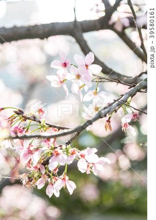 台湾 桜 さくら 39580161