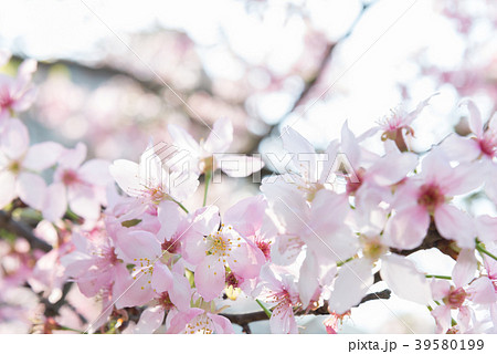 景色 風景 台湾 39580199