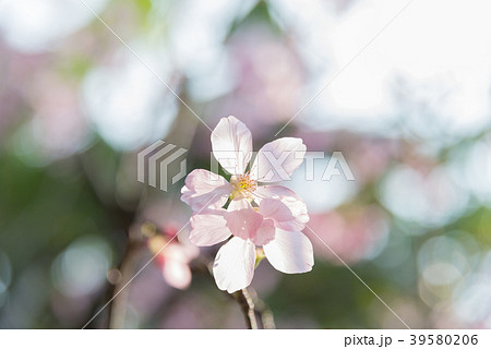 景色 風景 台湾 39580206