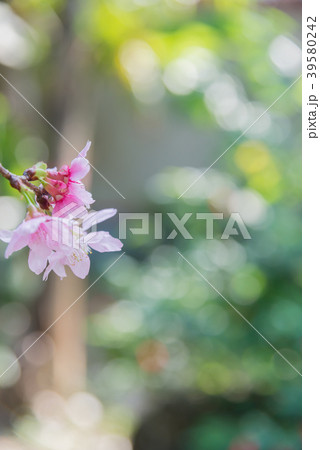 景色 風景 台湾 39580242