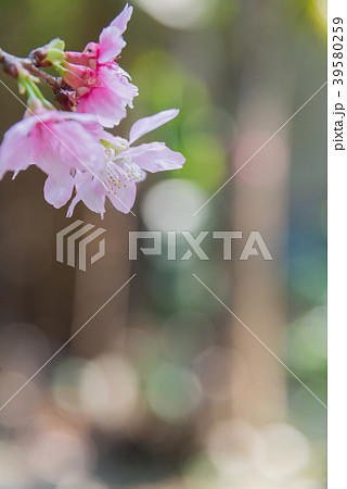 景色 風景 台湾 39580259