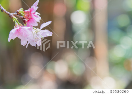 景色 風景 台湾 39580260