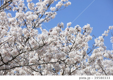 桜、桜並木（宮川堤） 39580333