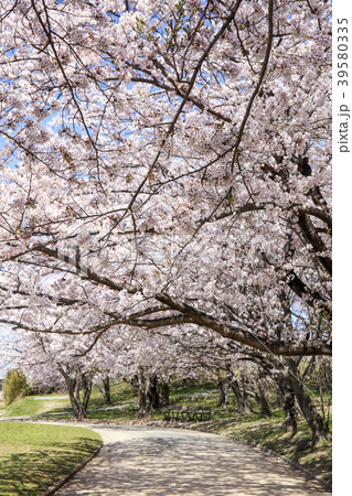 桜、桜並木（宮川堤） 39580335
