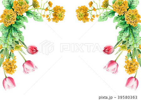 水彩で描いた菜の花とチューリップの装飾フレーム 39580363