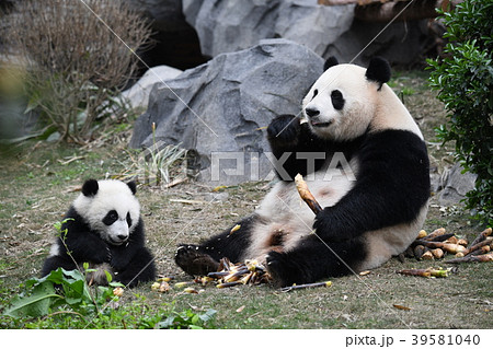 パンダ親子 39581040