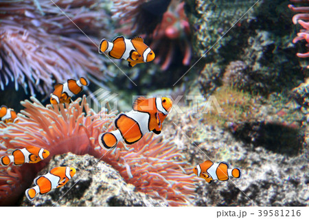 Sea anemone and clown fish 39581216