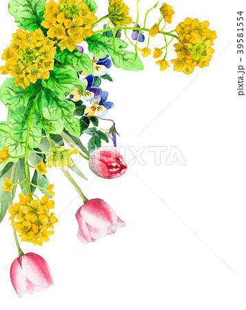 水彩で描いた菜の花とチューリップの装飾フレーム 水彩で描いた菜の花とチューリップの装飾フレーム 39581554