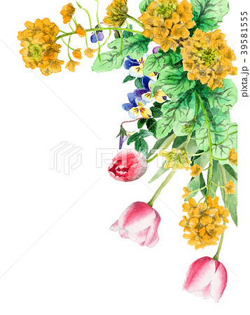 水彩で描いた菜の花とチューリップの装飾フレーム 水彩で描いた菜の花とチューリップの装飾フレーム 39581555
