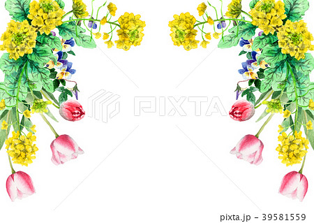 水彩で描いた菜の花とチューリップの装飾フレーム 水彩で描いた菜の花とチューリップの装飾フレーム 39581559