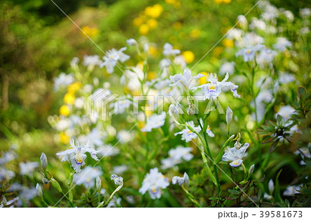 シャガ シャガ 39581673