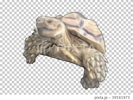 非洲鞭龜 39581973