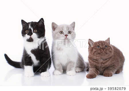 Three different british short hair kitten isolated 39582079