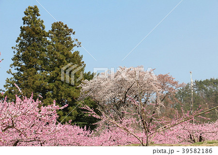 桃桜祭り 桃桜祭り 39582186