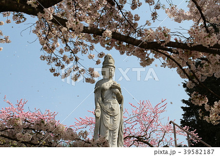 桃桜観世音菩薩 桃桜観世音菩薩 39582187