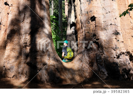 Tourist with backpack hiking among sequoia redwoods 39582365