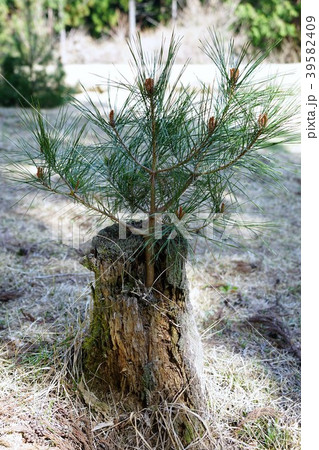 （皆神神社）赤松の不思議な実生 39582409