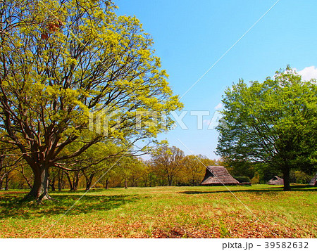 千葉加曾利貝塚遺跡公園 千葉加曾利貝塚遺跡公園 39582632