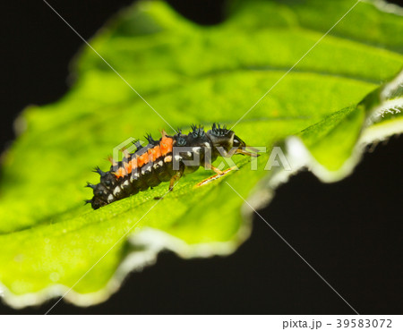 Macro of ladybird larva 39583072