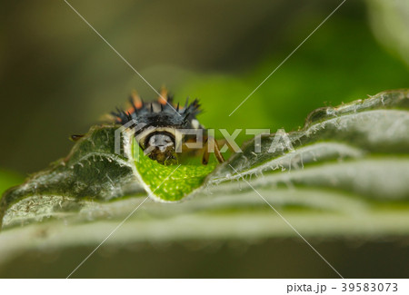 Ladybird larva portrait Ladybird larva portrait 39583073