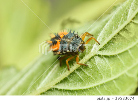 Hunting ladybird larva 39583074